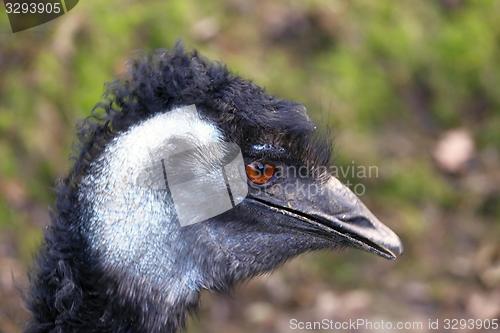 Image of head of the emu