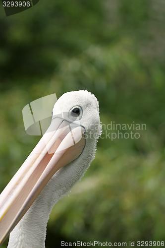 Image of australian pelican