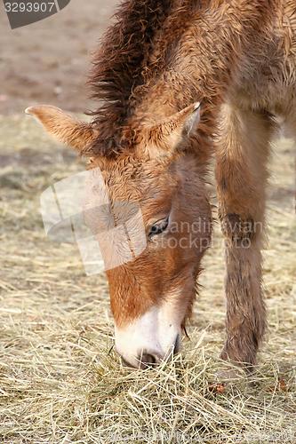 Image of przewalski\'s horse