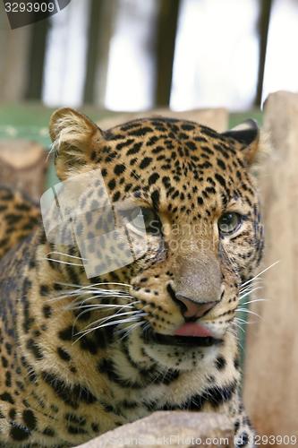 Image of javan leopard