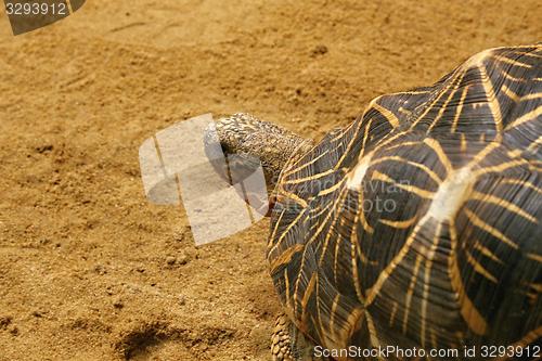 Image of indian star tortoise