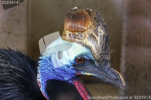 Image of casuarius
