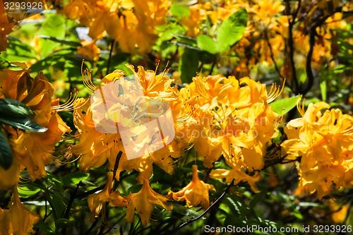 Image of flower with yellow blossom