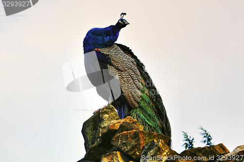 Image of peacock