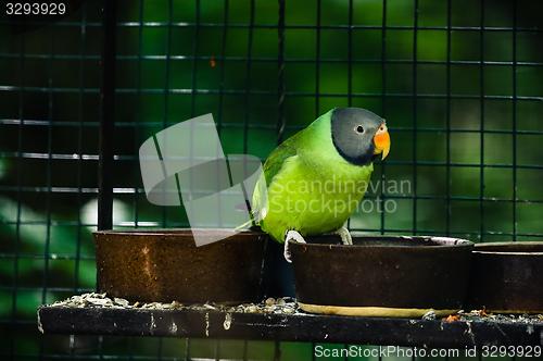 Image of Slaty-headed parakeet