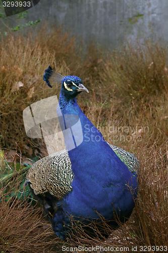 Image of peacock