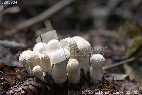 Image of unidentified white puffballs