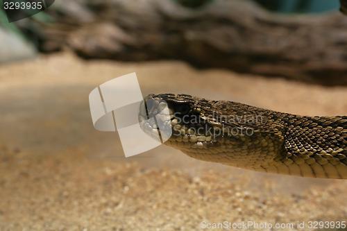 Image of eastern diamondback rattlesnake