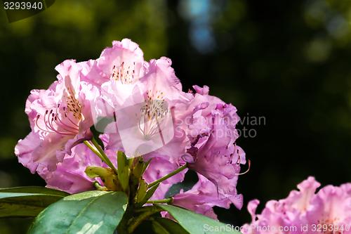 Image of flower with purple blossom