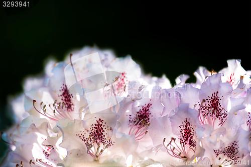 Image of flower with white and purple blossom