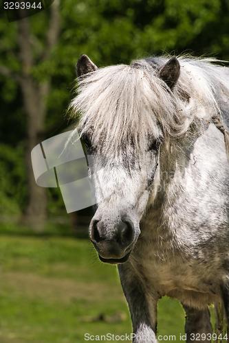 Image of shetland pony