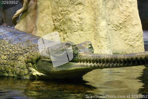 Image of gavial