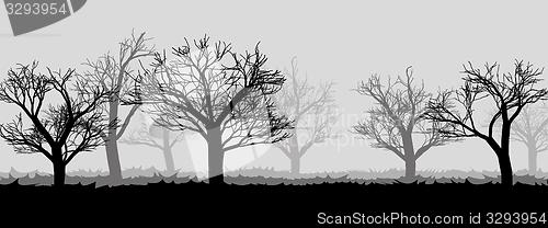 Image of forest in the dark mist, trees silhouettes
