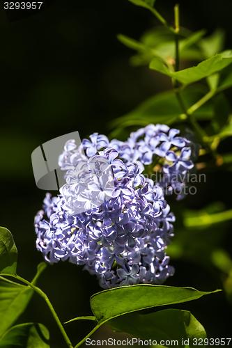 Image of flower with blue blossom