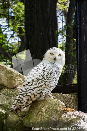 Image of snowy owl