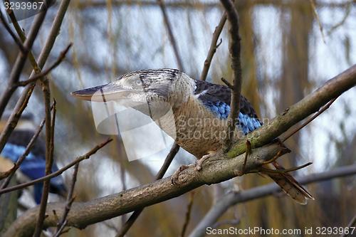 Image of blue-winged kookaburra