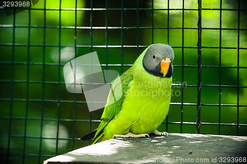 Image of Slaty-headed parakeet