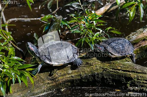 Image of red-eared slider
