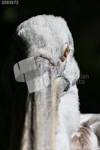 Image of dalmatian pelican