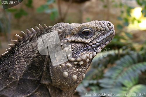 Image of blue iguana