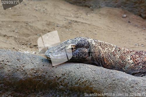 Image of komodo dragon