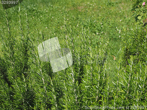 Image of Rosemary plant