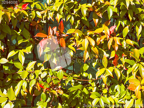 Image of Retro look Green leaves