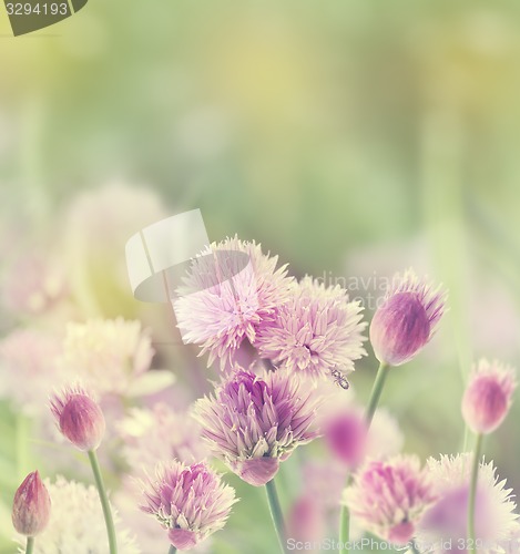 Image of Chives Blossom