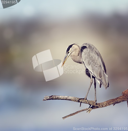 Image of Great Blue Heron