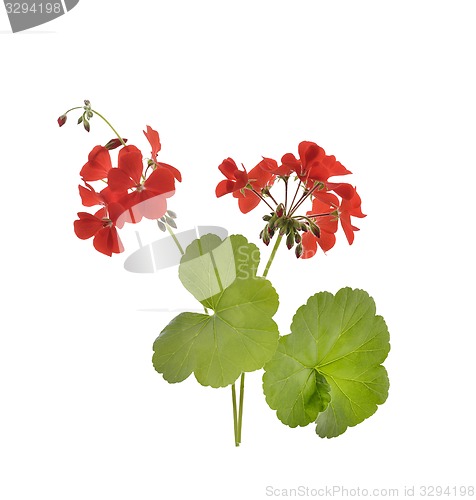 Image of Geranium Flowers