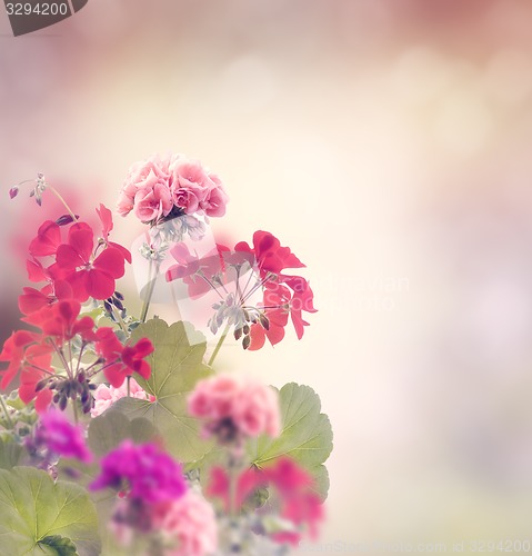 Image of Geranium Flowers