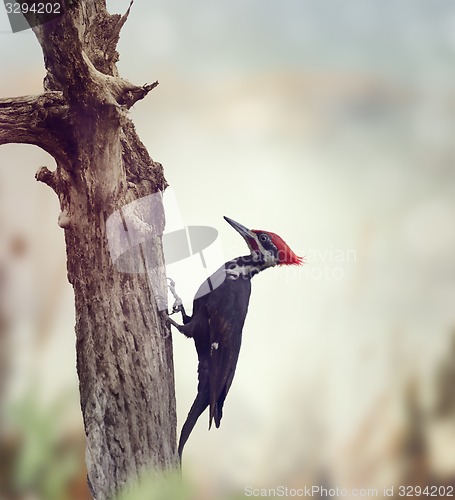 Image of Pileated Woodpecker