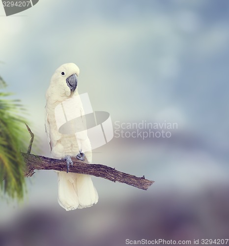 Image of White Parrot