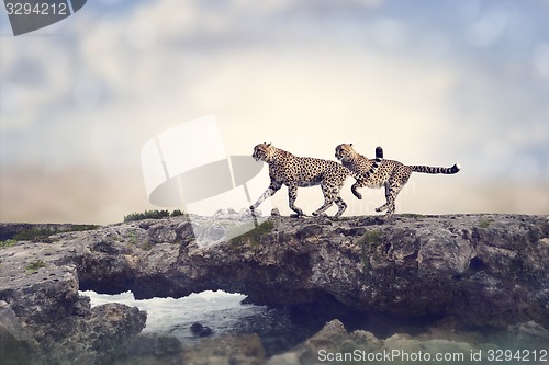 Image of Two Cheetahs 