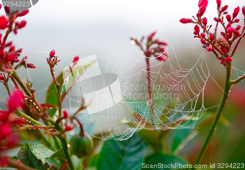 Image of Dew on spider web