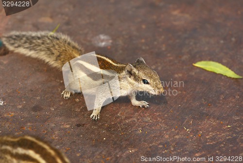 Image of Chipmunk