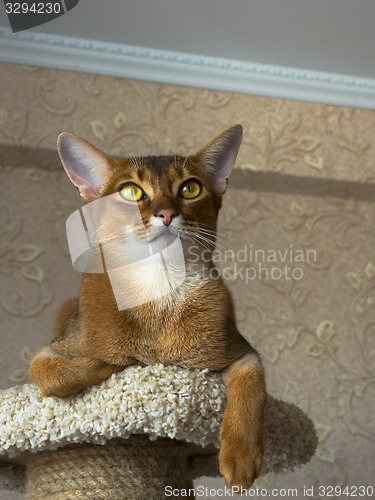 Image of Abyssinian cat