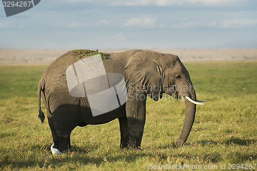 Image of  African Bush Elephant