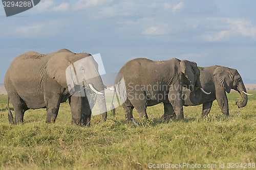 Image of Land of elephants 