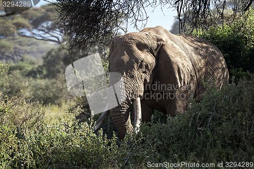Image of  African Bush Elephant