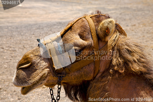 Image of africa brown  bite volcanic lanzarote spain