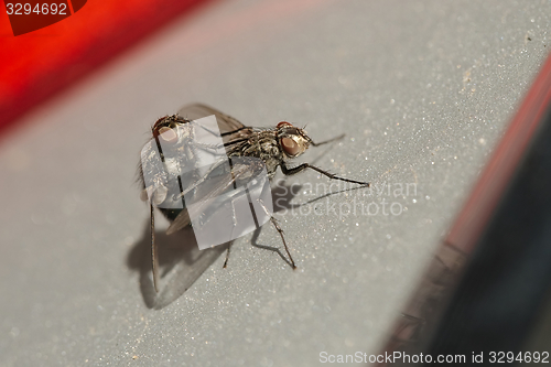 Image of Flies mating