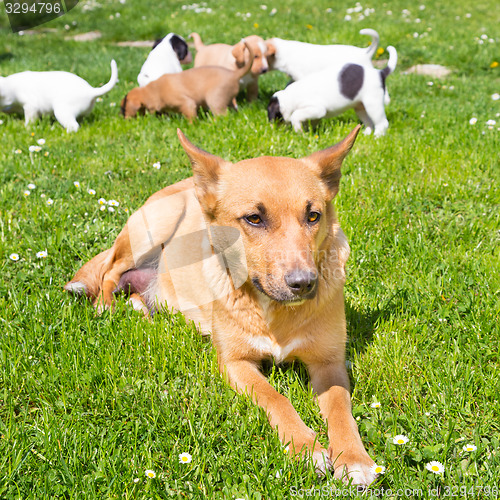 Image of Mixed-breed cute little dog family.