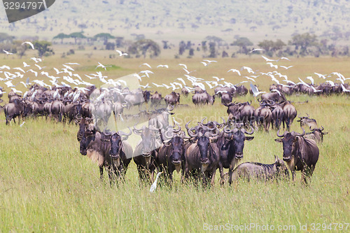 Image of Herd of Wildebeests grazing in Serengeti.