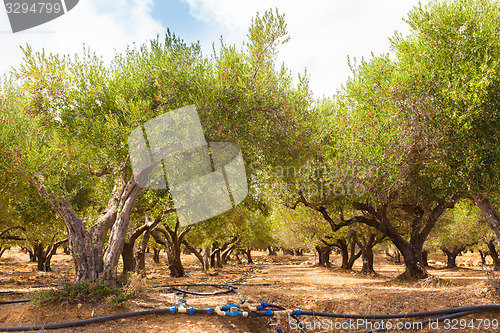 Image of Irrigated olive grove.