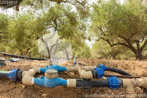 Image of Irrigated olive grove.