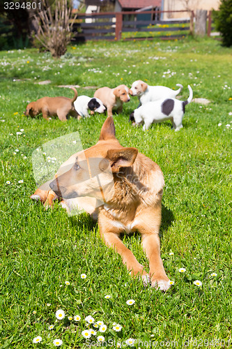 Image of Mixed-breed cute little dog family.