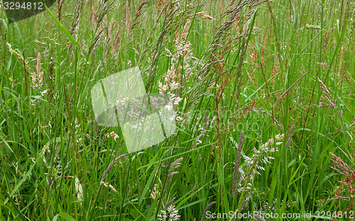 Image of Diverse grasses and seed heads