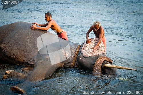 Image of ERNAKULUM, INDIA - MARCH 26, 2012: Trainers bathing elephants from the sanctuary.