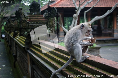 Image of Padangtegal Monkey Forest, famous touristic place in Ubud, Bali Indonesia